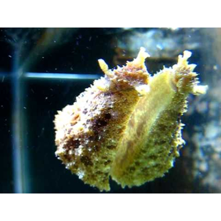 Dolabella auricularia - Zając morski