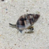 NASSARIUS SP. - do piasku