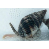 NASSARIUS SP. - do piasku