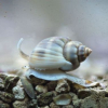NASSARIUS SP. - do piasku