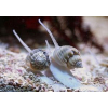 NASSARIUS SP. - do piasku