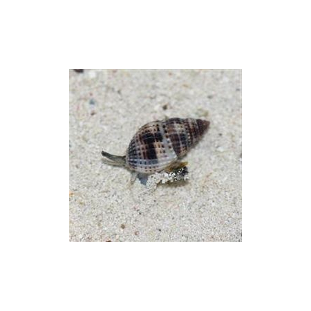 NASSARIUS SP. - do piasku