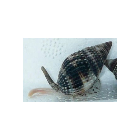 NASSARIUS SP. - do piasku