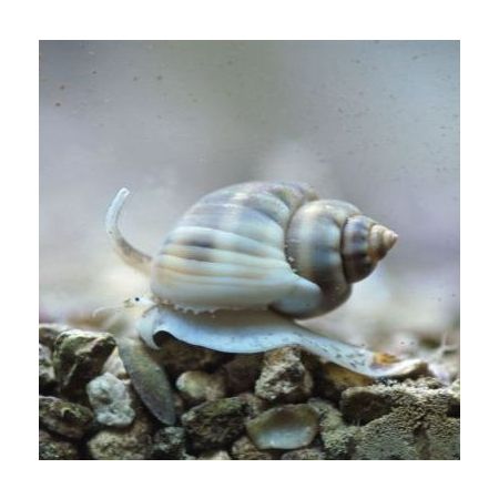 NASSARIUS SP. - do piasku
