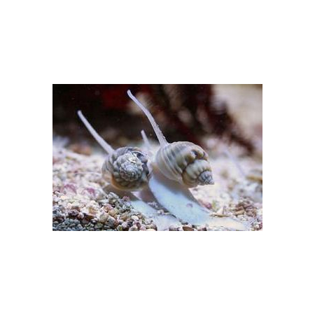 NASSARIUS SP. - do piasku