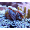 Strombus dentatus - do piasku