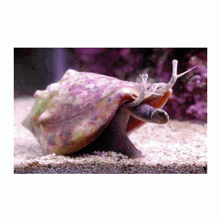 Strombus dentatus - do piasku