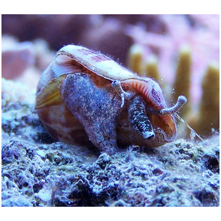 Strombus dentatus - do piasku