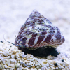 TROCHUS SP. - glony na skale i szybie