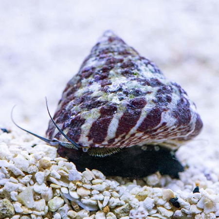 TROCHUS SP. - glony na skale i szybie