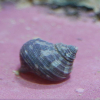 TURBO BRUNNEUS Spp - glony na skale i szybie