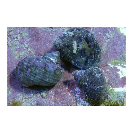 TURBO BRUNNEUS Spp - glony na skale i szybie