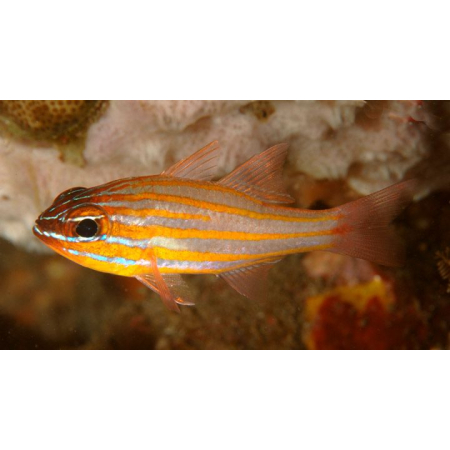 Ostorhinchus cyanosoma - Kardynał karłowaty