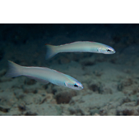 Ptereleotris microlepis