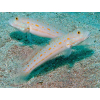 Valenciennea puellaris L