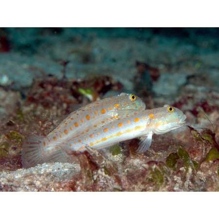 Valenciennea puellaris L