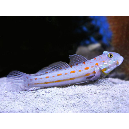 Valenciennea puellaris L
