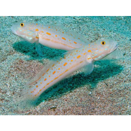 Valenciennea puellaris L