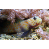 Amblyeleotris guttata