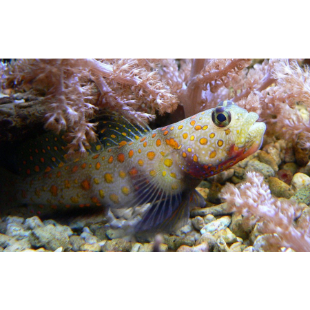 Amblyeleotris guttata