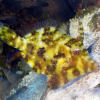 Acreichthys Tomentosus - Brzydal