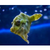 Acreichthys Tomentosus - Brzydal
