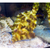 Acreichthys Tomentosus - Brzydal