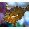 Acreichthys Tomentosus - Brzydal