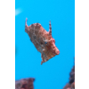 Acreichthys Tomentosus - Brzydal