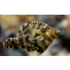 Acreichthys Tomentosus - Brzydal
