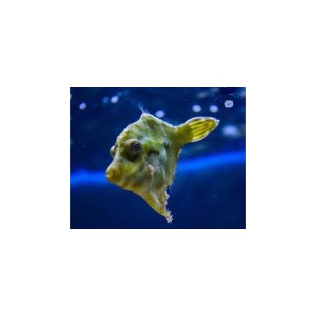 Acreichthys Tomentosus - Brzydal