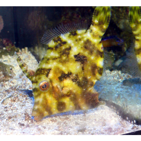 Acreichthys Tomentosus - Brzydal