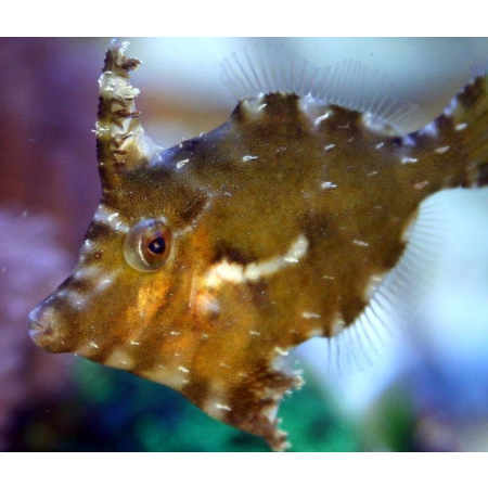 Acreichthys Tomentosus - Brzydal