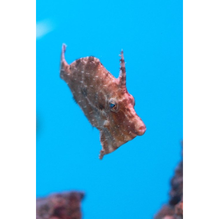 Acreichthys Tomentosus - Brzydal