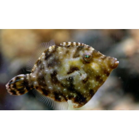 Acreichthys Tomentosus - Brzydal