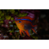 Neoglyphidodon crossi