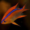 Neoglyphidodon crossi