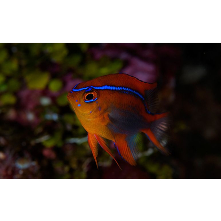 Neoglyphidodon crossi
