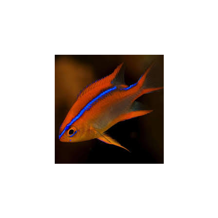 Neoglyphidodon crossi