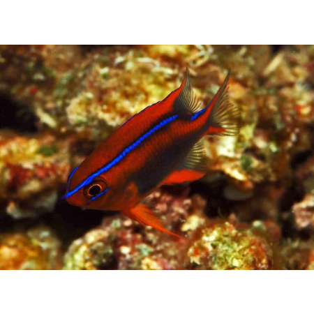 Neoglyphidodon crossi
