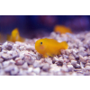 Gobiodon okinawae