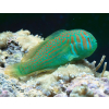 Gobiodon histrio