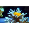 Gobiodon okinawae