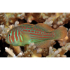 Gobiodon histrio