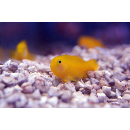 Gobiodon okinawae