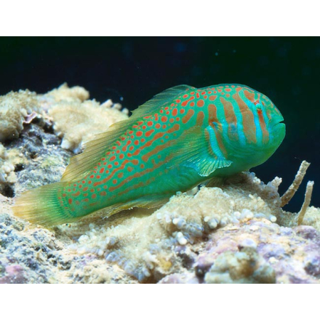 Gobiodon histrio