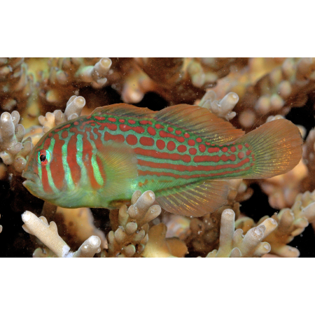 Gobiodon histrio