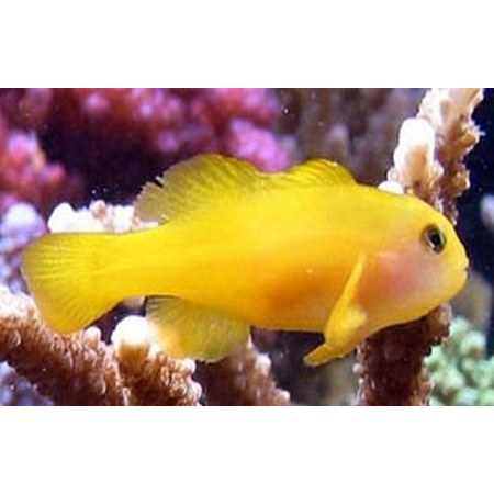 Gobiodon okinawae