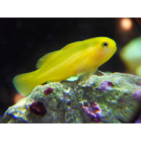 Gobiodon okinawae