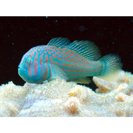 Gobiodon histrio